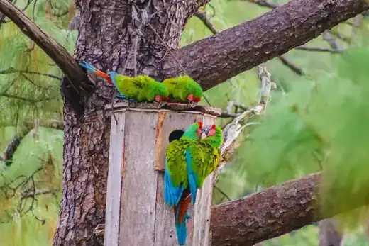 Macaw Sanctuary, Puerto Vallarta hiking tour