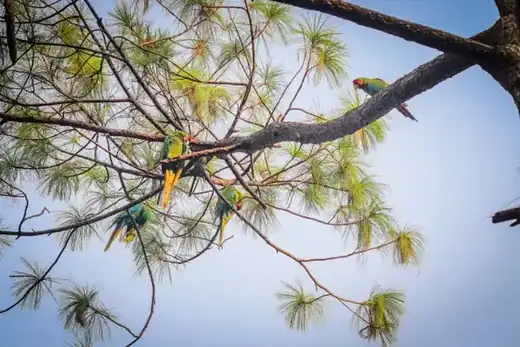 Macaw Sanctuary hiking tour, Puerto Vallarta