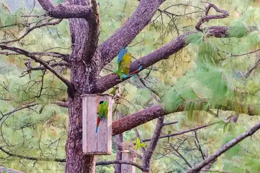 Macaw Sanctuary, Puerto Vallarta hiking tour