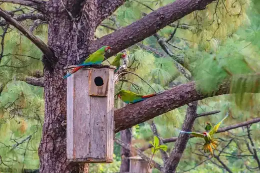 Macaw Sanctuary, Puerto Vallarta hiking tour
