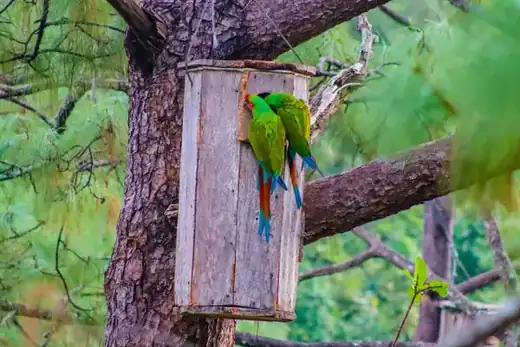 Macaw Sanctuary, Puerto Vallarta hiking tour