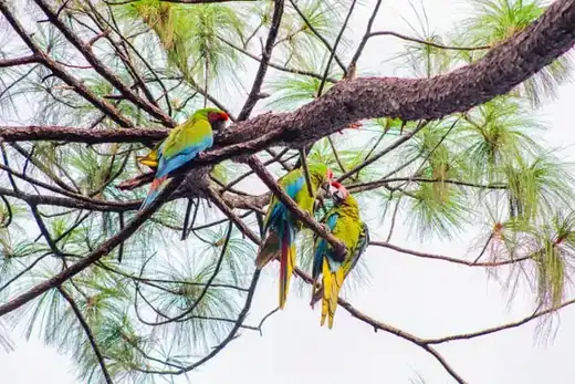 Macaw Sanctuary, Puerto Vallarta hiking tour