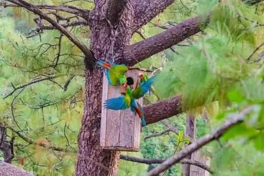 Macaw Sanctuary hiking tour