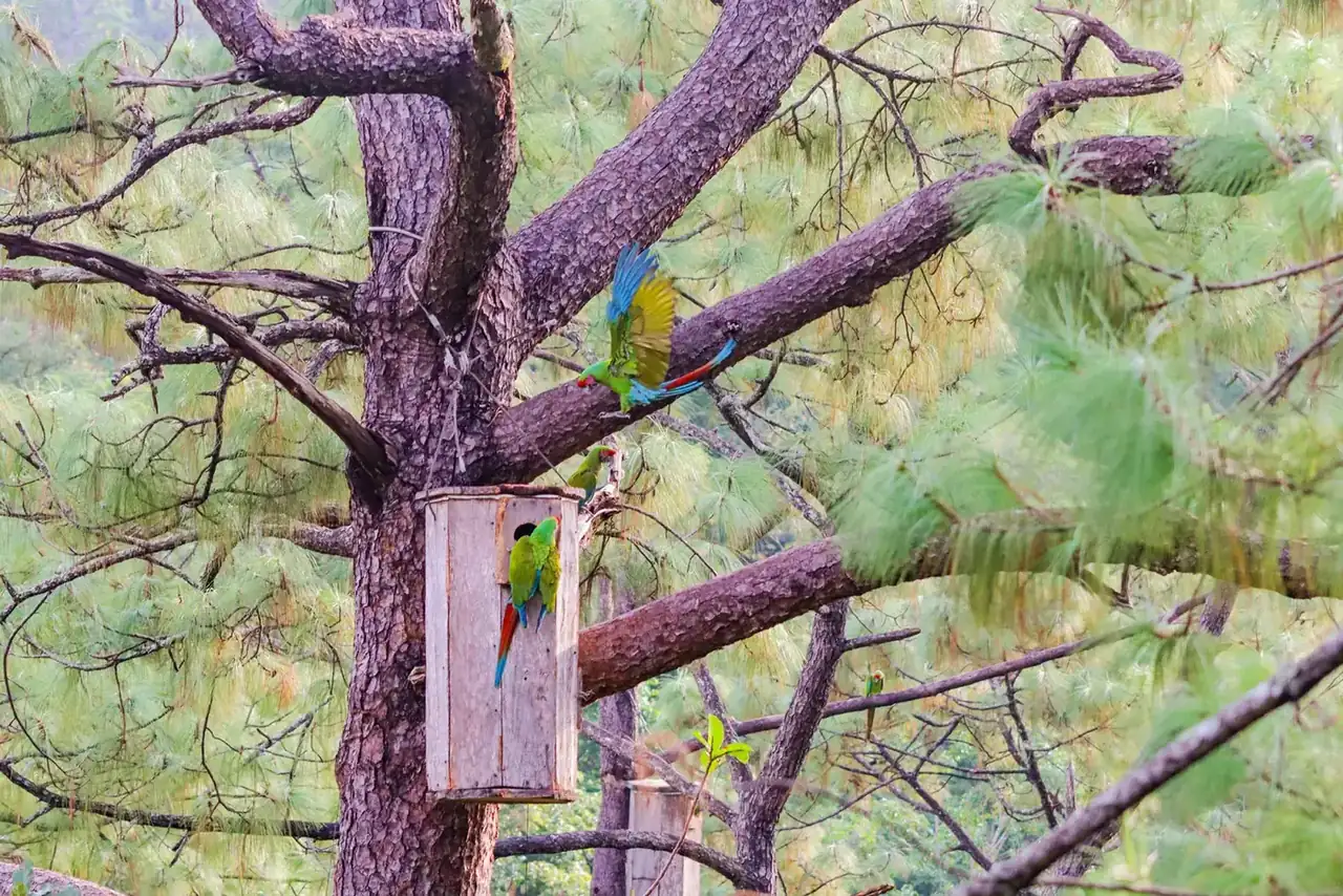 Macaw Sanctuary hiking tour, Puerto Vallarta