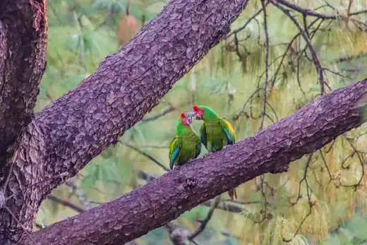 Macaw Sanctuary, Puerto Vallarta hiking tour