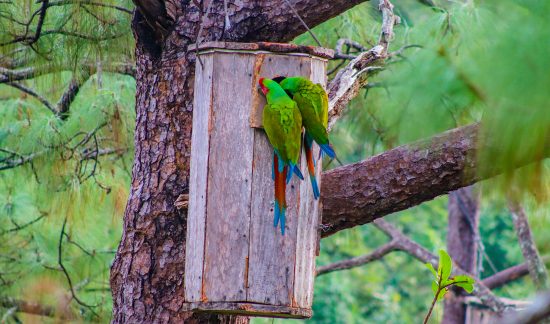 Santuario de las Guacamayas