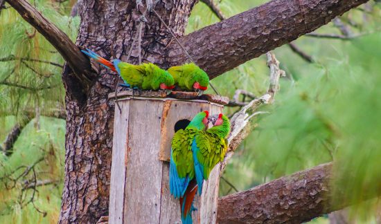 Santuario de las Guacamayas